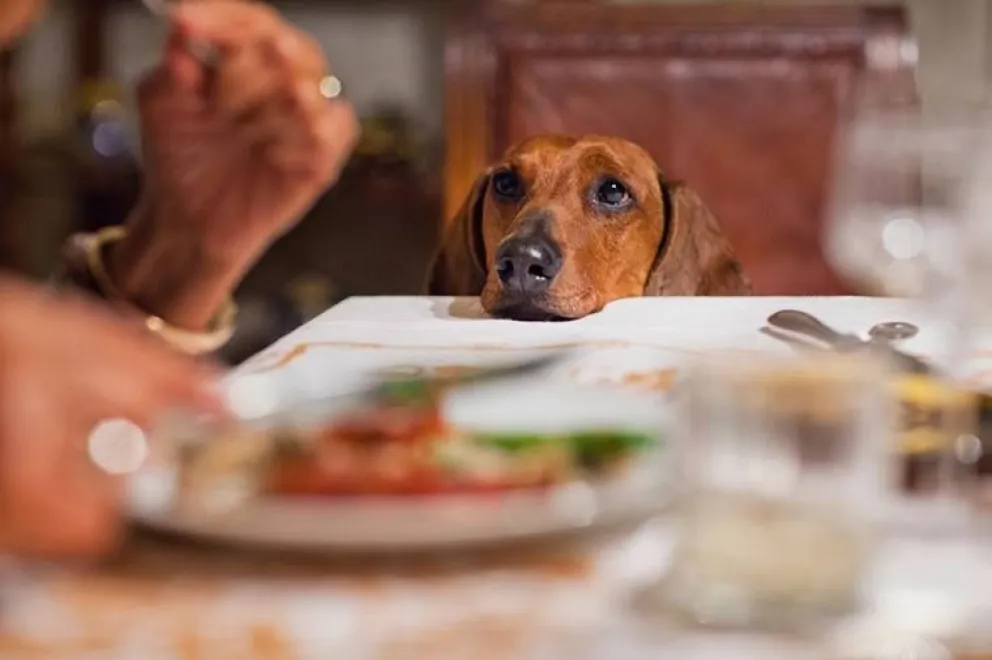 Fiestas y mascotas: estos son los alimentos que no hay que convidarles 