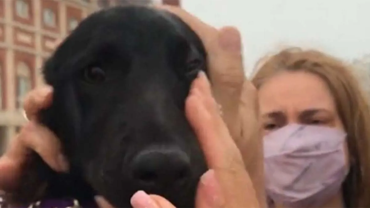 Le pegaba a su cachorro: un grupo de turistas se lo compró para salvarlo Le pegaba a su cachorro: un grupo de turistas se lo compró para salvarlo