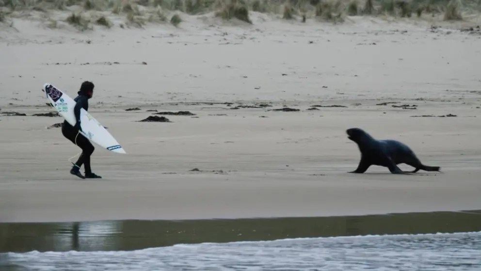 Video: un león marino “echó” a un surfista de la playa  