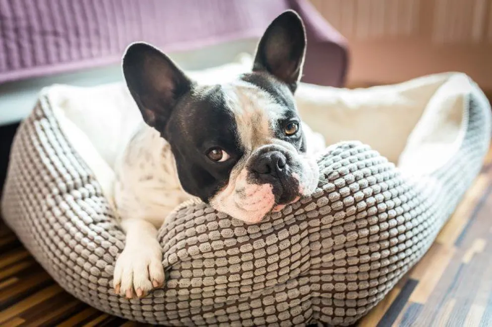"Inupathy": Cómo funciona el collar que detecta el estado de ánimo de tu mascota y envía alertas a tu celular 