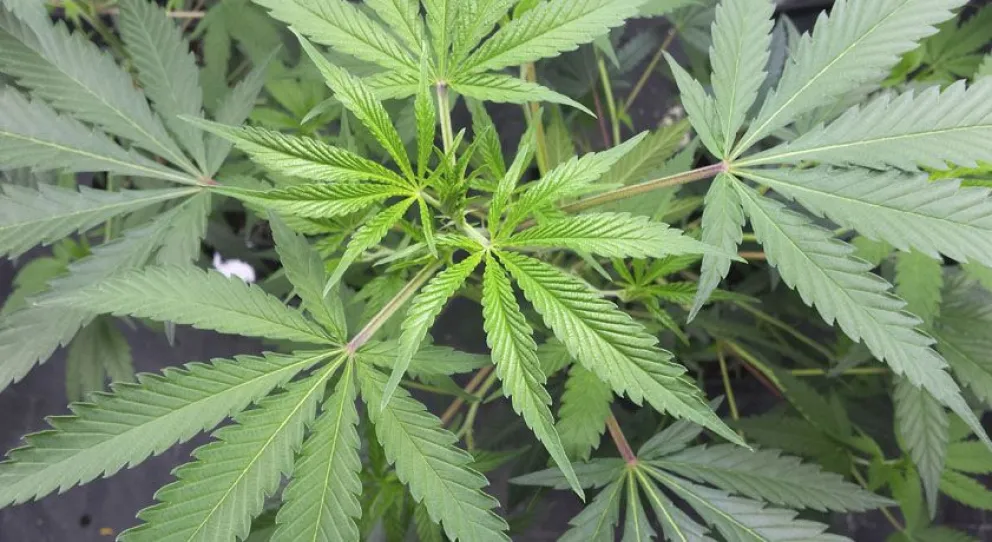 Buscaban una moto y no la encontraron, pero sí secuestraron varias plantas de marihuana