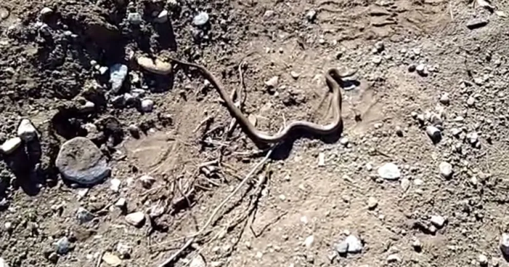 En el Malvinas también encontraron una culebra  