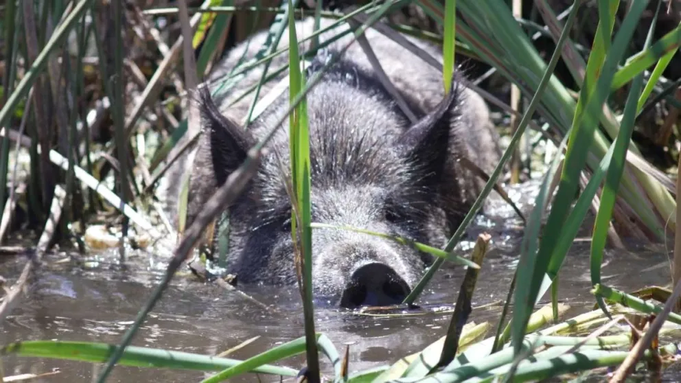 Gervasio: el jabalí que se cree perro y camina solo a la playa
