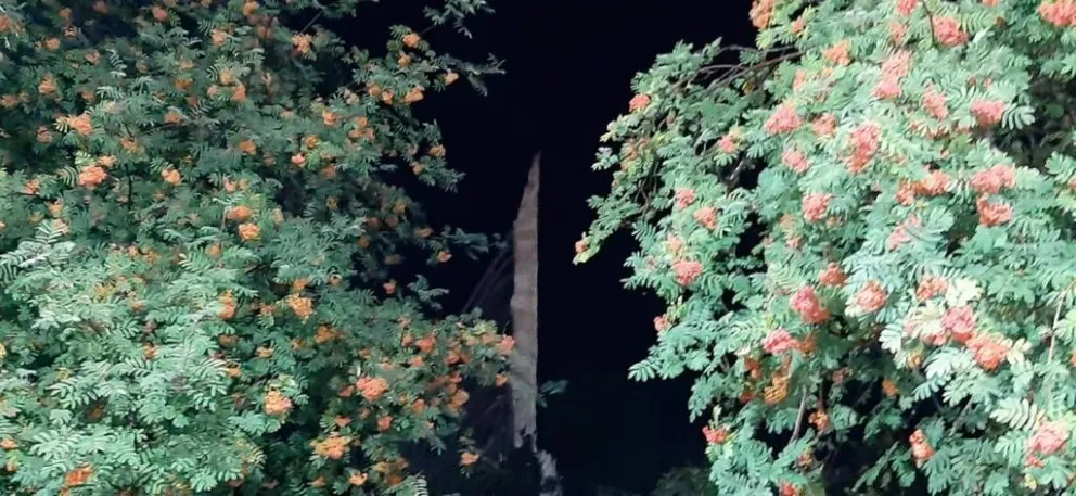 Un rayo cayó en pleno centro, partió un árbol y dejó sin luz, cable ni internet a parte de la ciudad