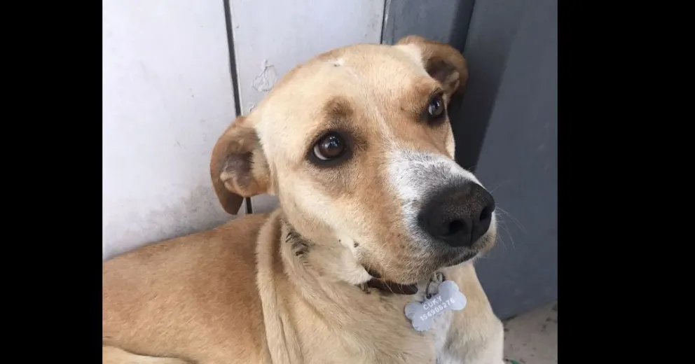 Éxodo de mascotas asustadas por la tormenta eléctrica 