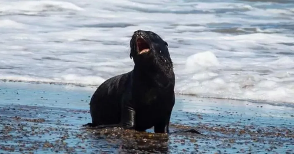 Murió el lobito marino abandonado por su madre en La Lobería