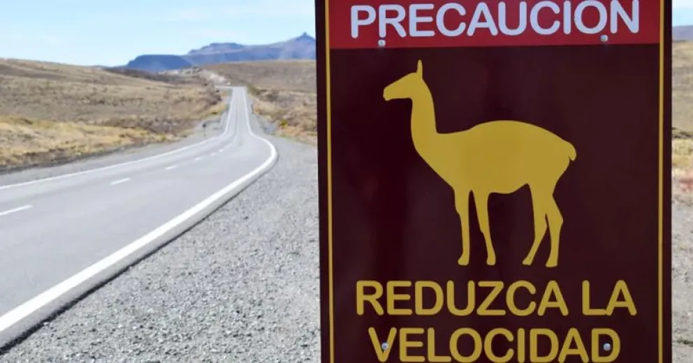 Atropellaron un guanaco en la Ruta 40