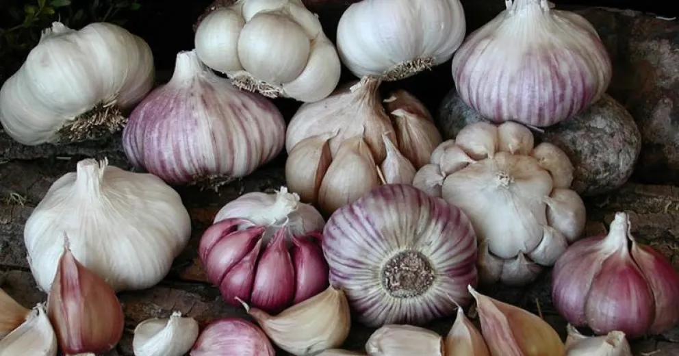 ¿Cuántos tipos de ajo existen?