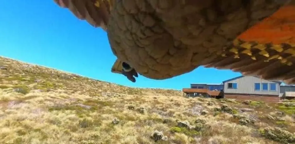 Un loro "robó" una cámara GoPro y sorprendió con las imágenes captadas