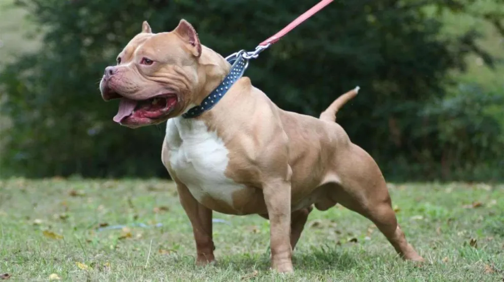 Una beba de siete meses fue atacada por un pitbull, tiene el pulmón perforado y está muy grave