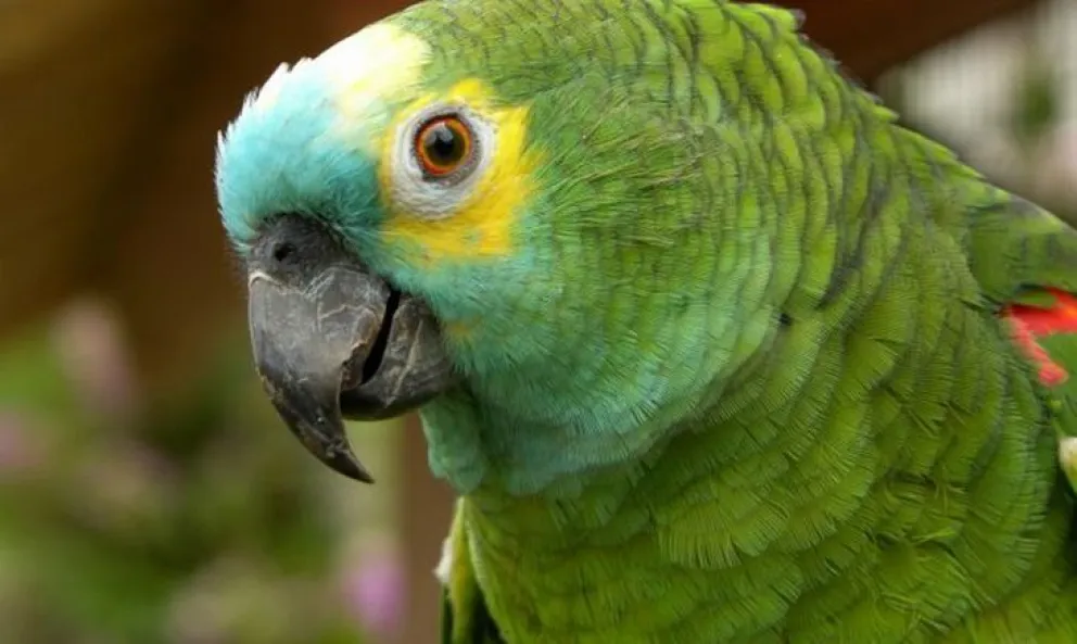 Video: Cinco loros se volvieron viral en las redes por cantar la marcha peronista