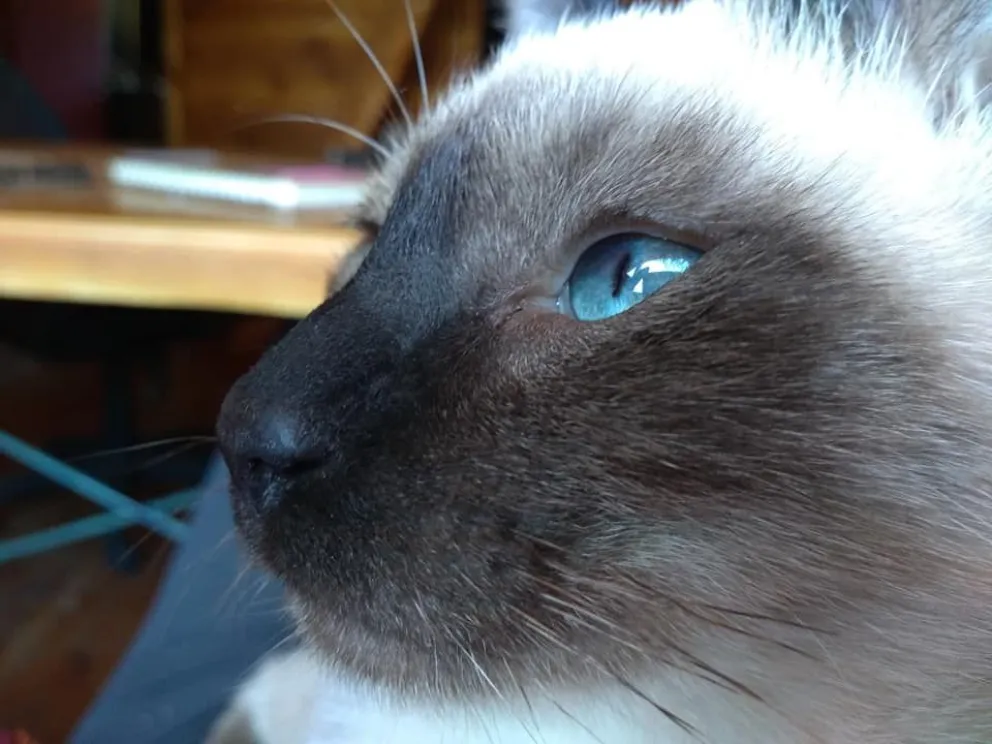 Ofrecen recompensa de $10.000 por un gatito