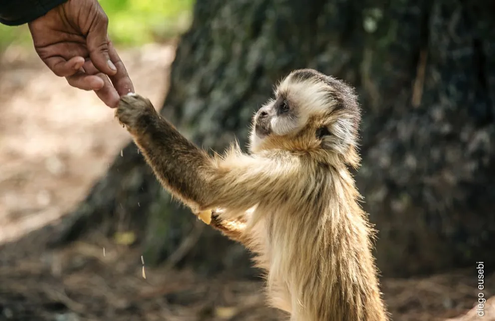 El Ministerio de Ambiente participó del rescate de dos monos carayá