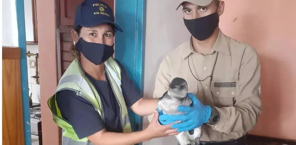 Un pingüino, la "mascota" de la hinchada de Jorge Newbery de Comodoro 