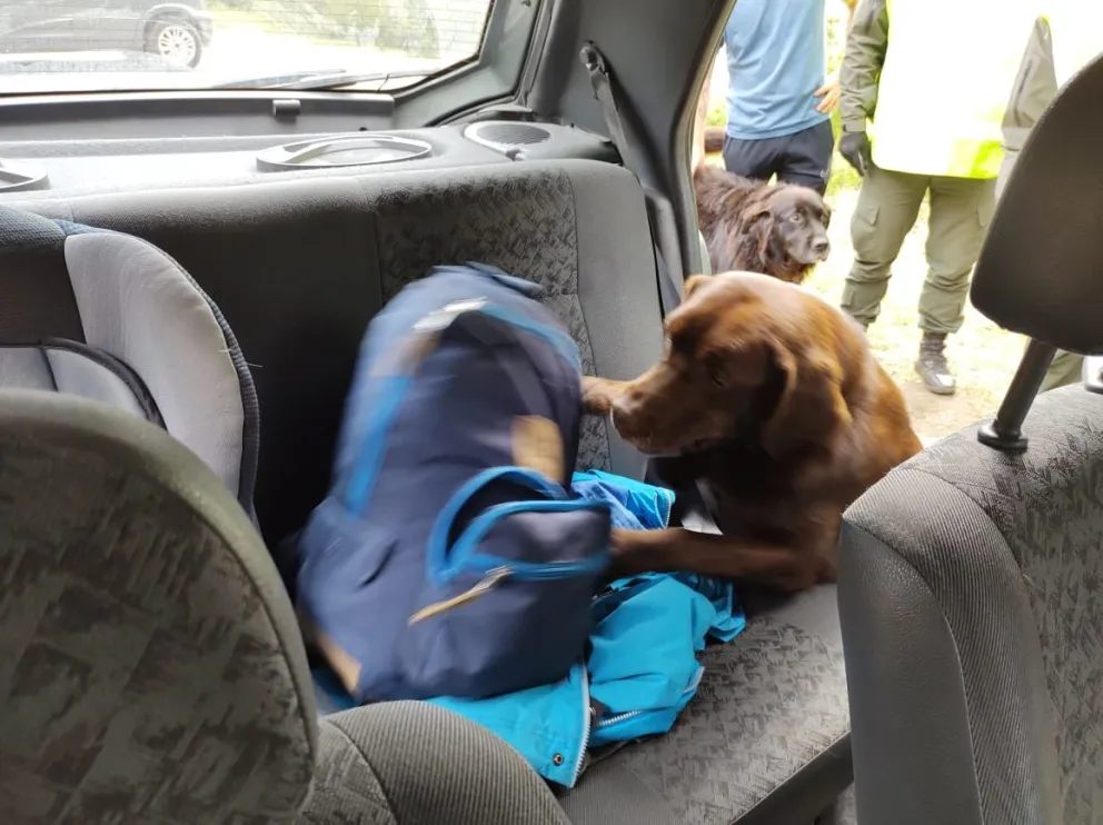 Perro antinarcóticos de Gendarmería detectó 50 pastillas de éxtasis y marihuana en un automóvil