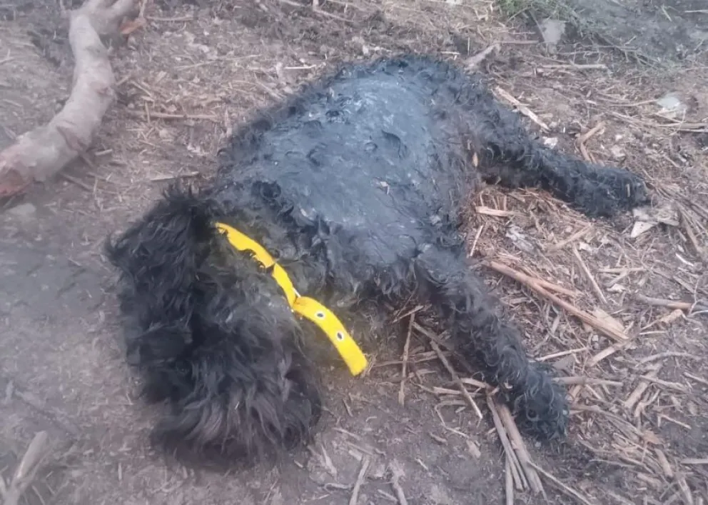 Preocupación en barrio Arrayanes por un dogo suelto que mató a varios perros