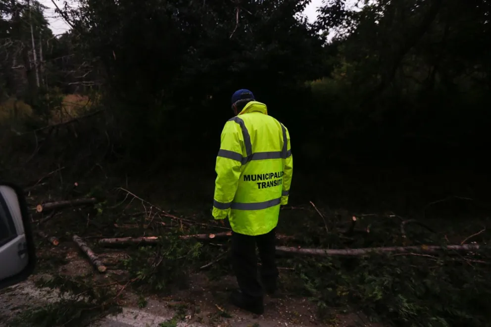 Caída de un árbol en Pioneros complicó aún mas la ida y vuelta hacia el Oeste