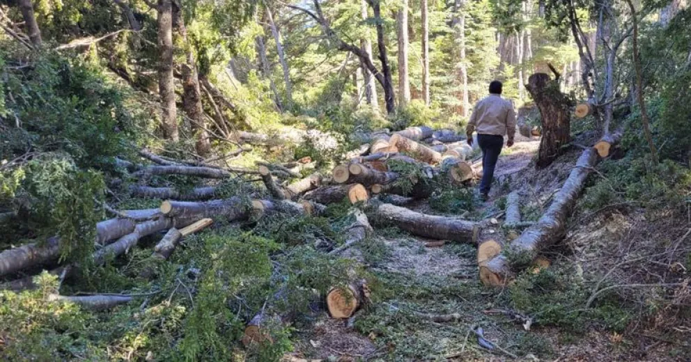 Niega tala indiscriminada en el Parque Nahuel Huapi