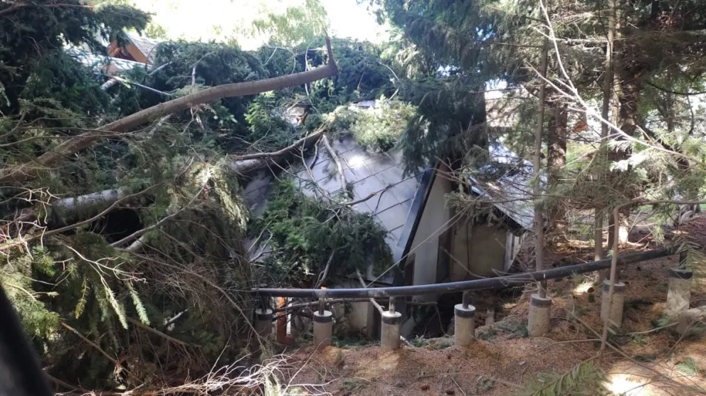  El temporal de viento provocó múltiples caídas de árboles y ramas en calles y viviendas de la ciudad