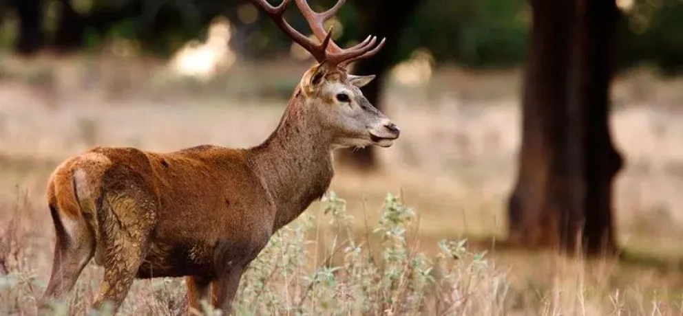 Cierran algunos senderos del Parque por caza control de ciervo colorado