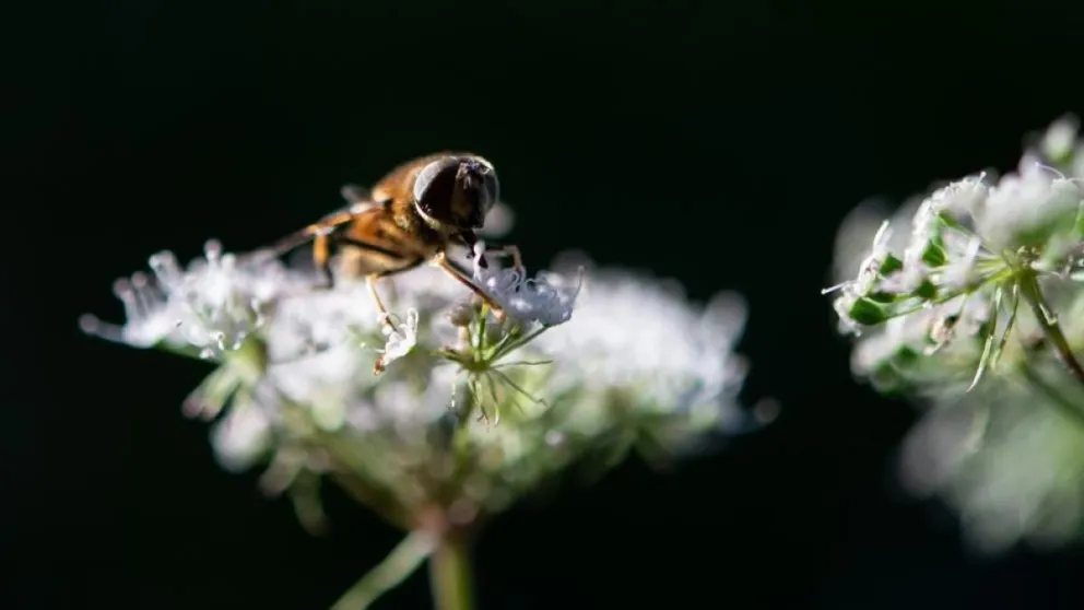 El cambio climático y los potenciales efectos sobre los insectos 