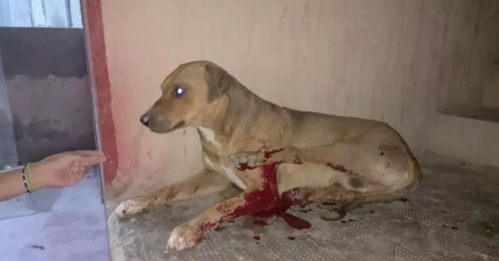 Denuncian que un patrullero atropelló y abandonó a un perro en Viedma