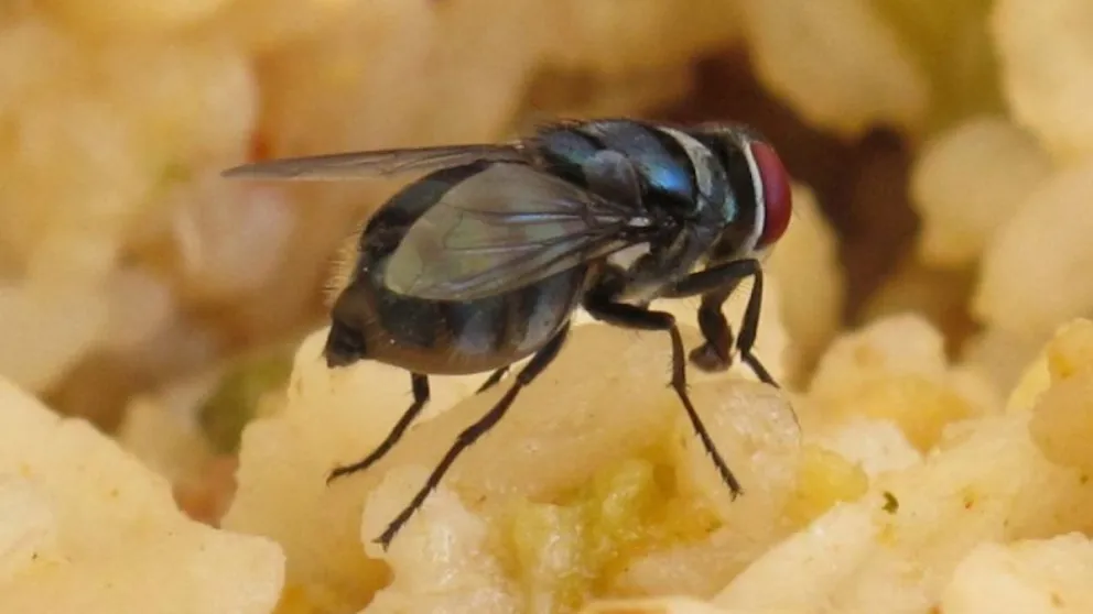 Una mosquita que pone sus huevos dentro de la fruta en planta
