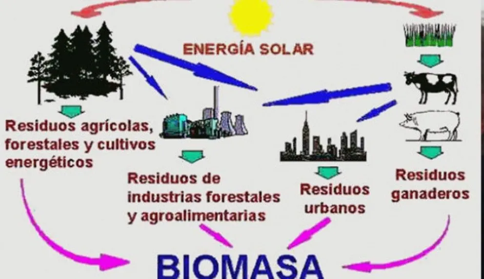 Biomasa: generación de energía limpia