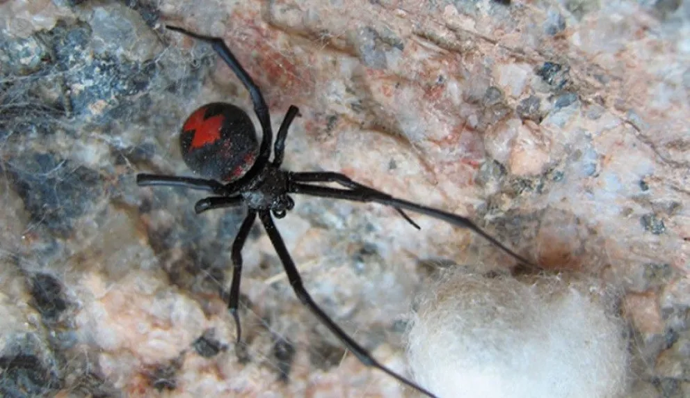 Confirman la eficacia del antídoto para las viudas negras de todo el país