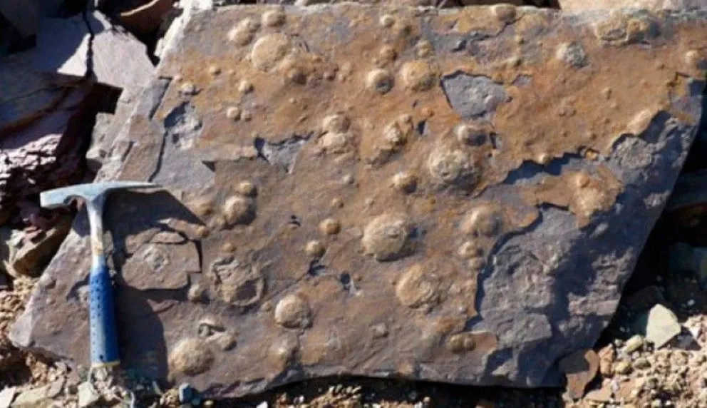 Geólogos encontraron una forma de vida de hace 545 millones de años