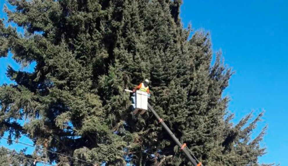 Raleo y poda de árboles frente a la Escuela 267 del B° Las Quintas