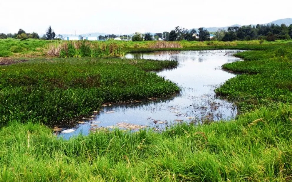 Buscan protección de humedales naturales en Río Negro