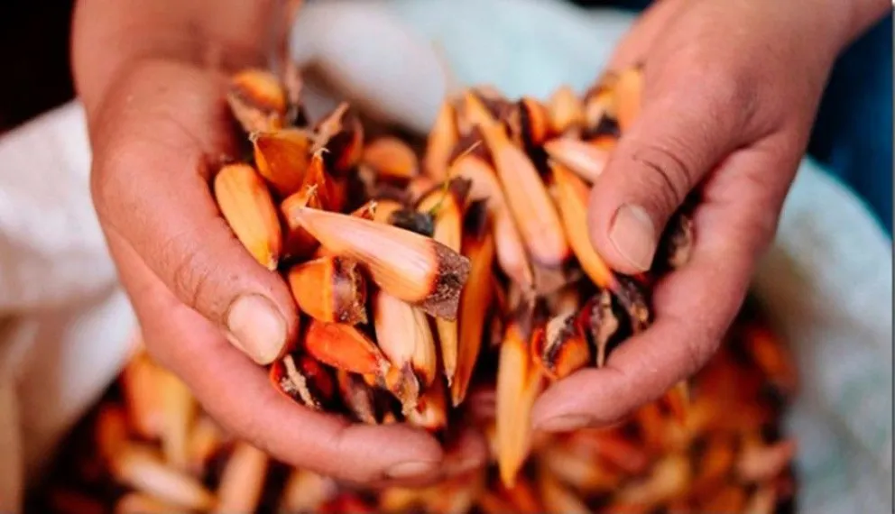 Comenzó la temporada de recolección de piñones de Araucaria