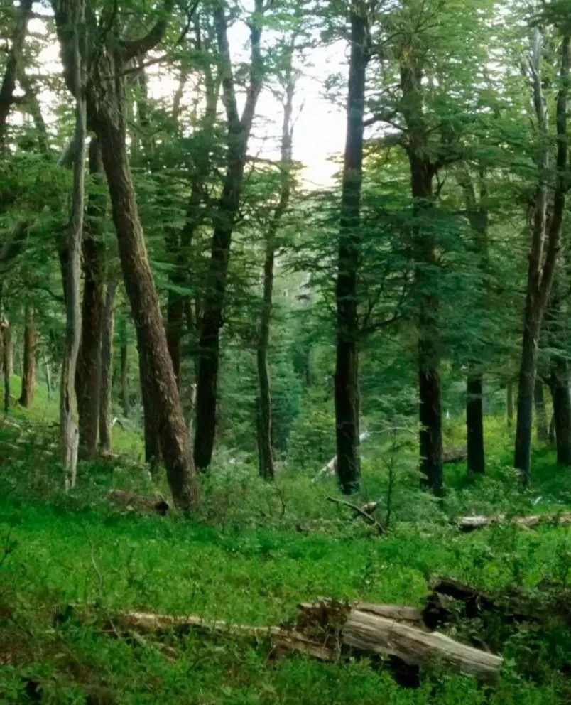 Las plantaciones forestales no son bosques