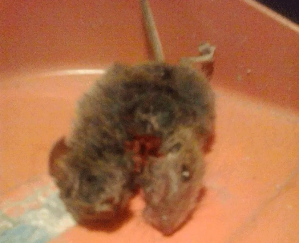 Encontraron una laucha con dos cabezas en el kilómetro 20