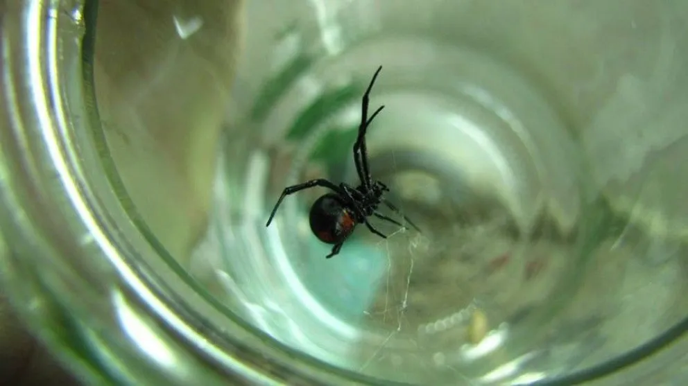 Encuentran una “viuda negra” en barrio El Cóndor