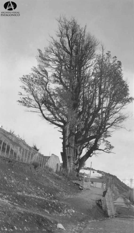 El venerable del lago