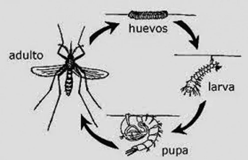 ciclo de vida de la mosca del mosquito