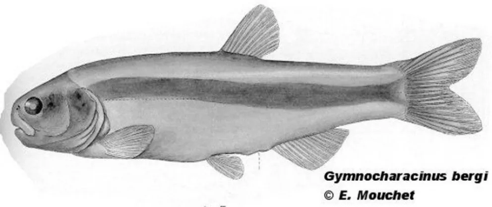 Técnicos de la SAYDS descubren posible amenaza para la mojarra desnuda