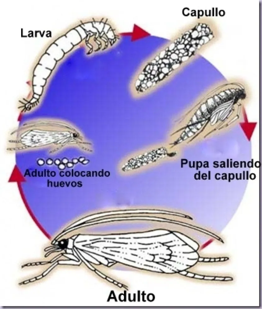 Conociendo a los “Caddisfly”