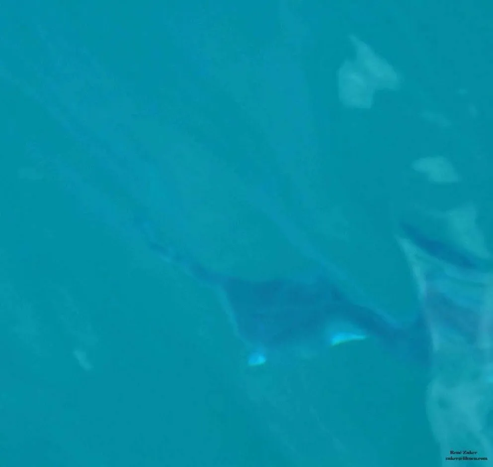 Vecino de Villa La Angostura asegura que fotografió una “mantarraya”