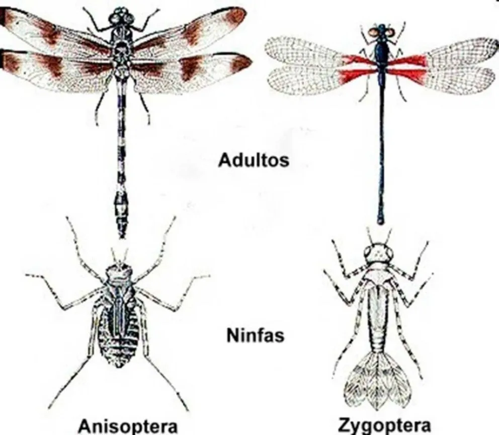 Conociendo a los “Dragonflies”