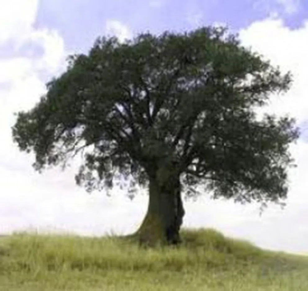 El árbol del “Gualicho”