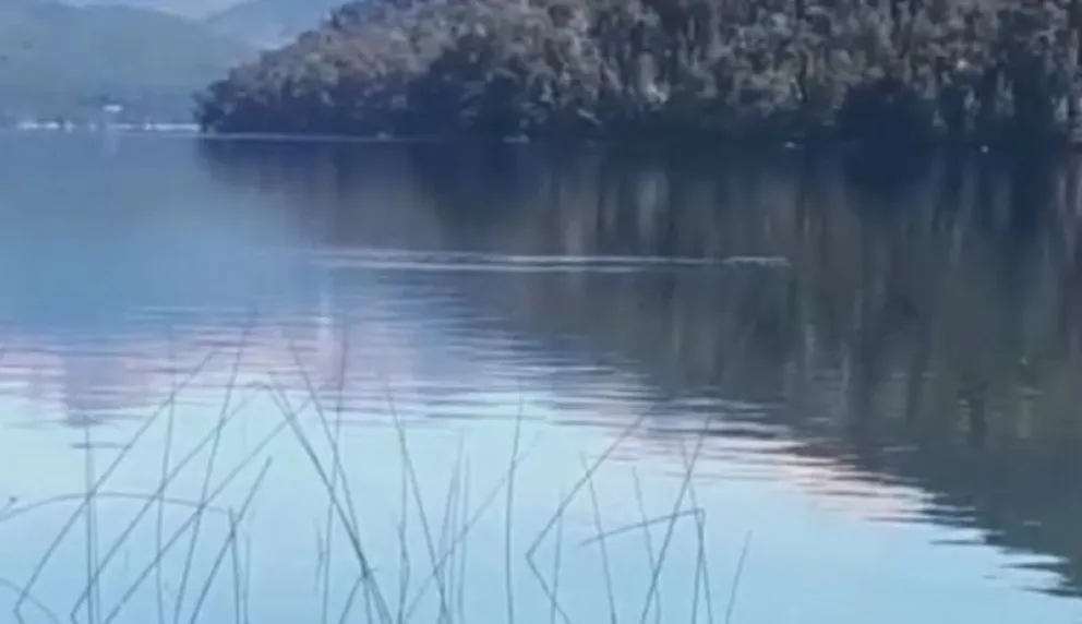 Video muestra a una gran serpiente “paseándose” por el Mascardi