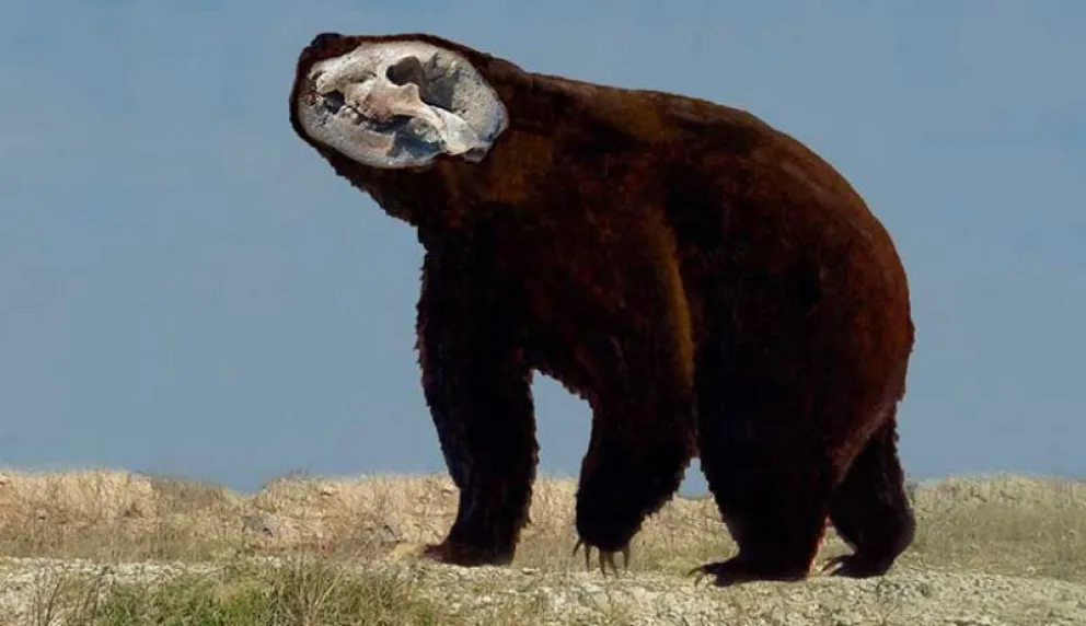 Hallan un oso gigante de fines del Pleistoceno en Buenos Aires