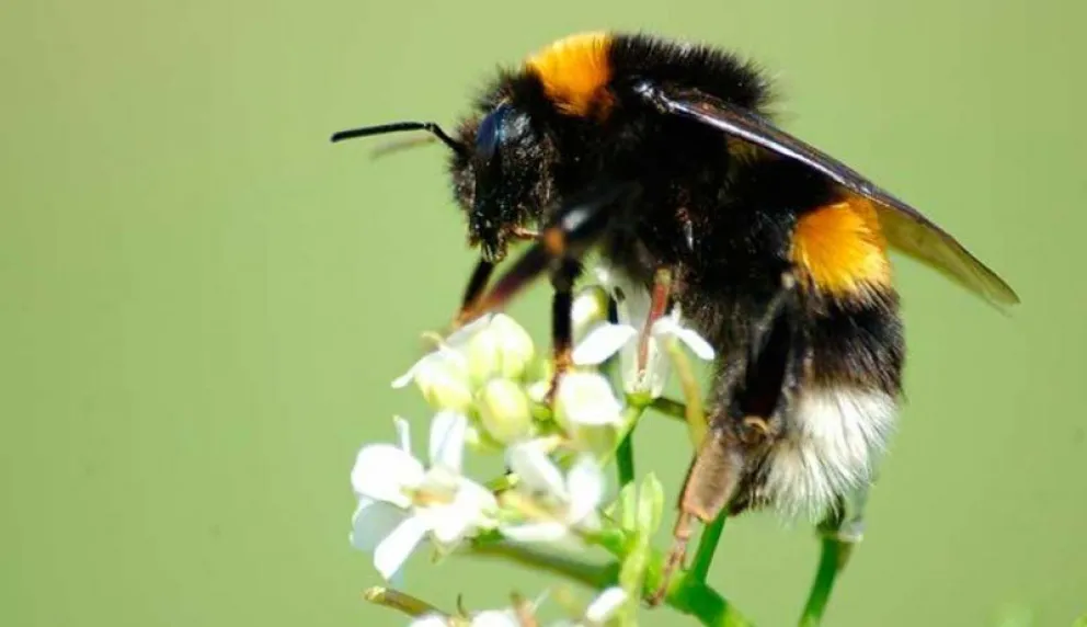 Alertan sobre el impacto que provoca la invasión de abejorros exóticos que importan desde Chile