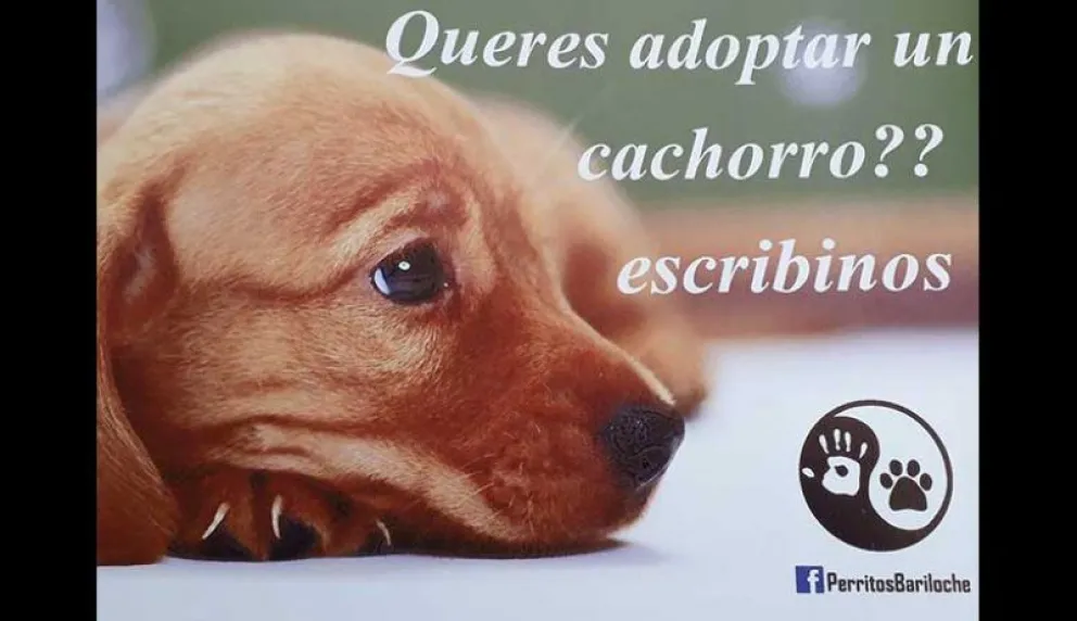 Perritos Bariloche lanzó a la venta una rifa para continuar ayudando
