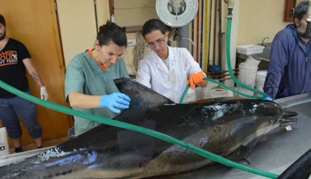 Varamiento masivo de delfines en Puerto Madryn: científicos del CONICET participaron del rescate