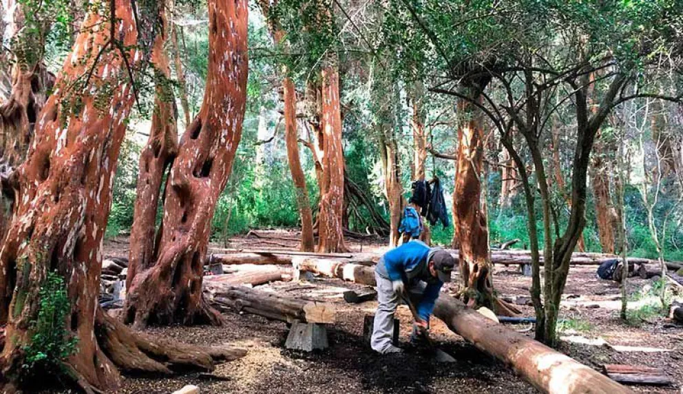 Reparan senderos y pasarelas del bosque de arrayanes de Llao Llao