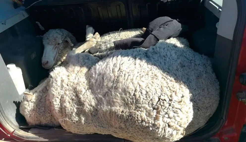 Decomisan dos ovejas vivas que habían sido robadas